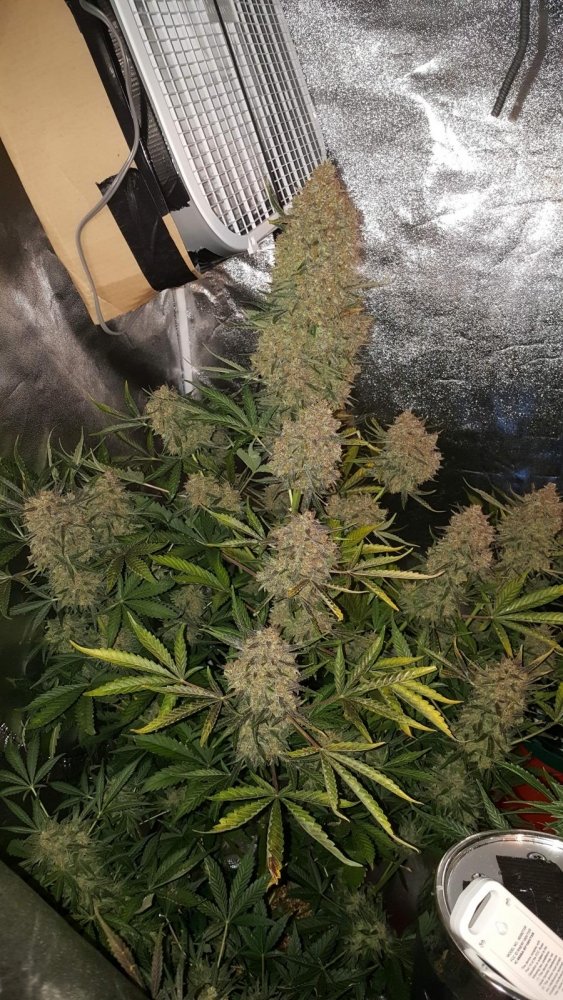 gorilla glue fastbuds2.jpg