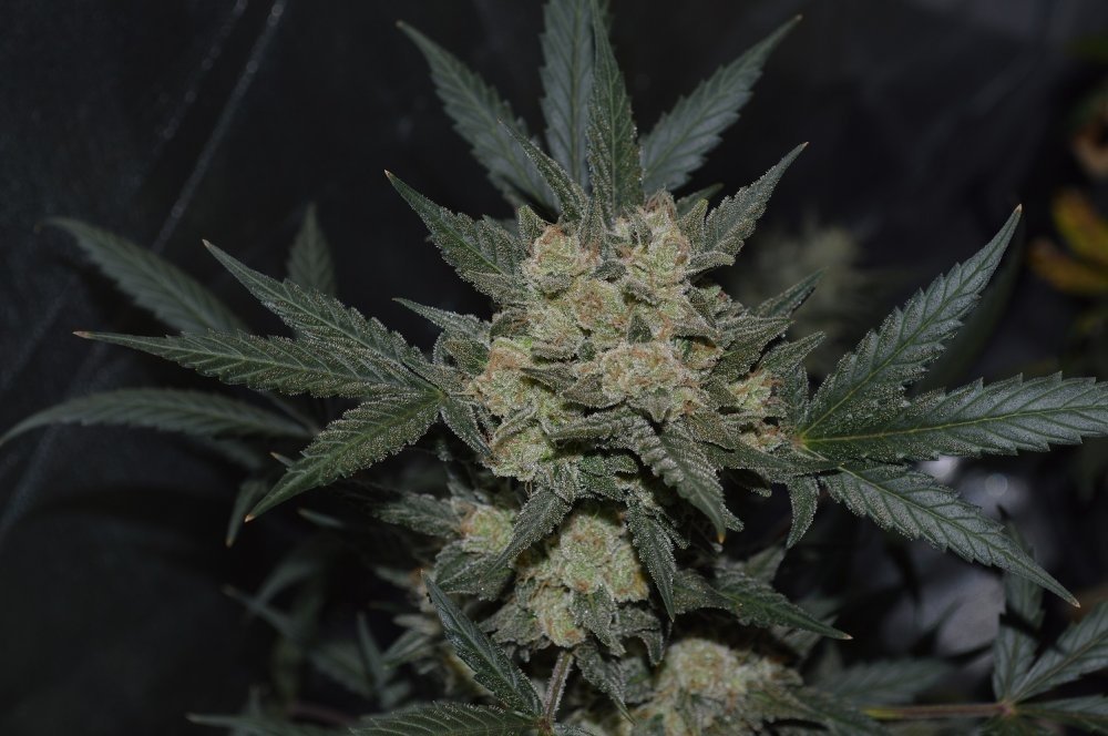 girl scout cookies fastbuds2.jpg