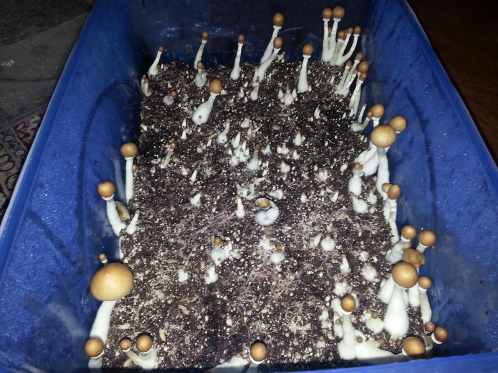 post-15525-0-29020100-1494189224_thumb.jpg