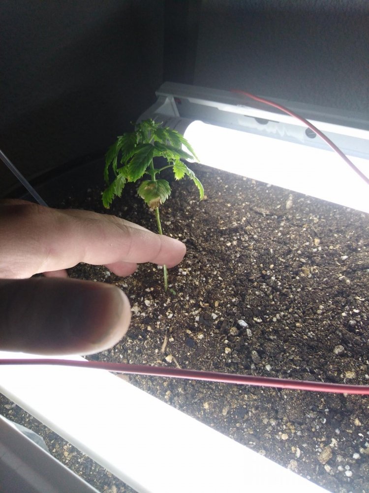 post-28120-0-11567000-1496008294_thumb.jpg