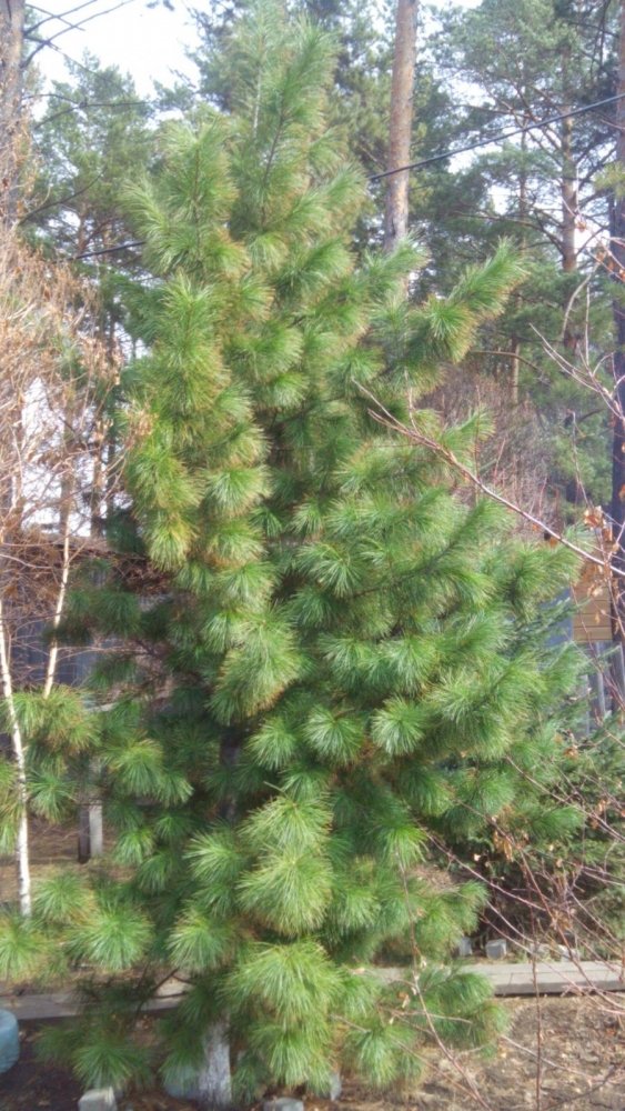 post-38078-0-86227600-1495438061_thumb.jpg