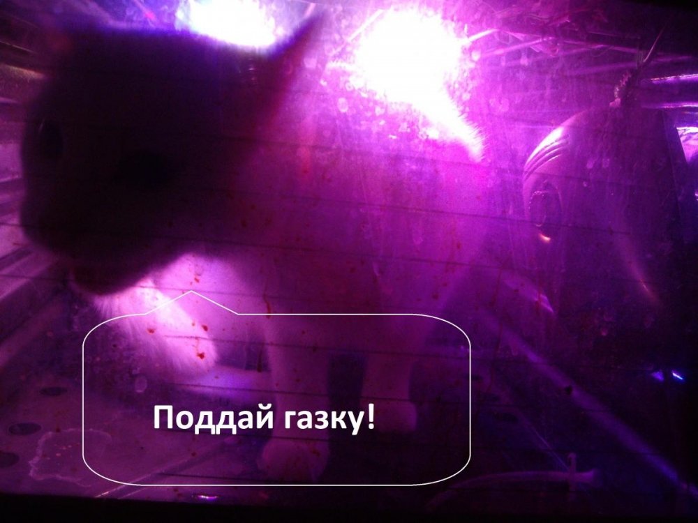 post-39258-0-91724000-1496256375_thumb.jpg