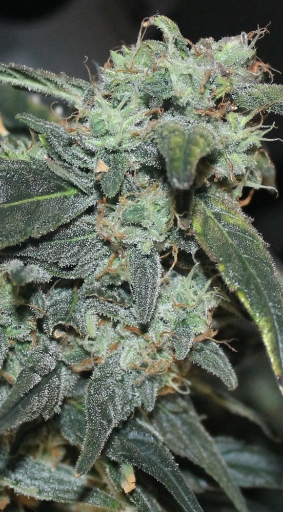 post-41350-0-24418900-1494173470_thumb.jpg