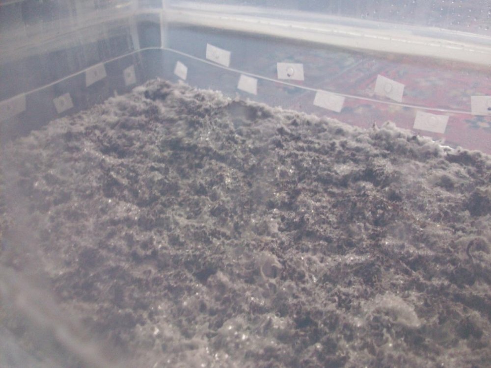 post-41848-0-24514300-1496229588_thumb.jpg