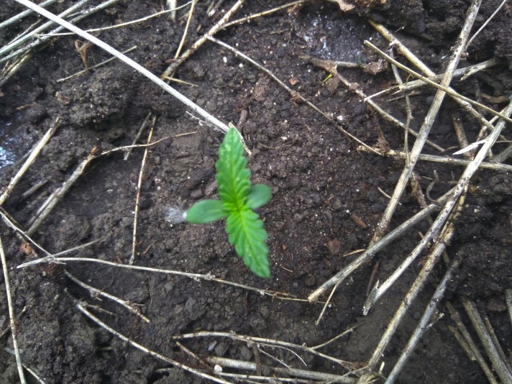 post-42075-0-17451800-1495451564_thumb.jpg