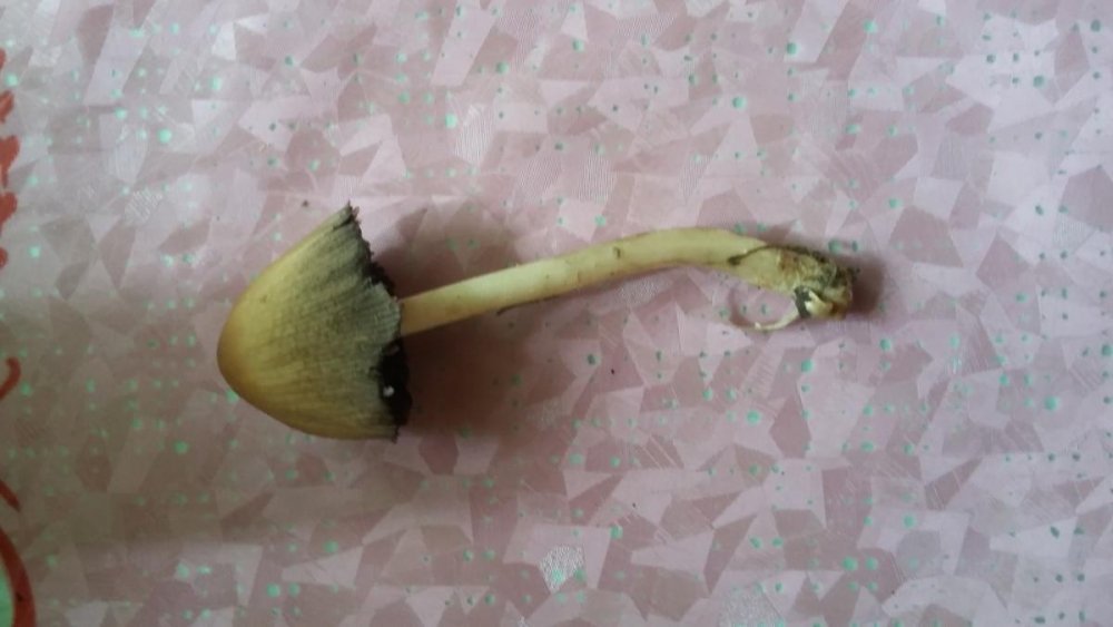 post-42179-0-26363000-1494154667_thumb.jpg