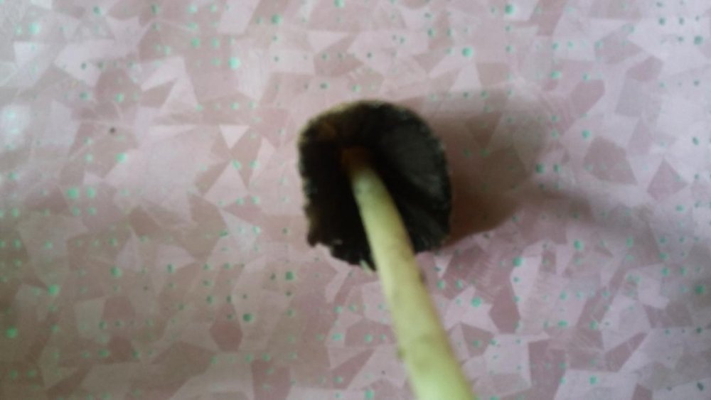 post-42179-0-54504300-1494154635_thumb.jpg