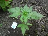 post-2109-1307696192,0803_thumb.jpg