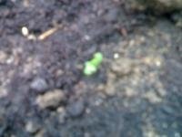post-3937-1307824436,8888_thumb.jpg