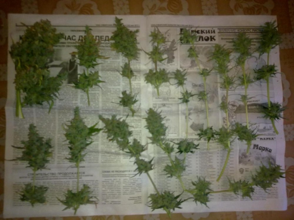 post-11581-0-62441800-1340285722_thumb.jpg