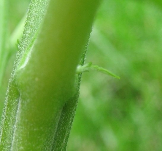 post-11640-0-20422900-1339668846_thumb.jpg