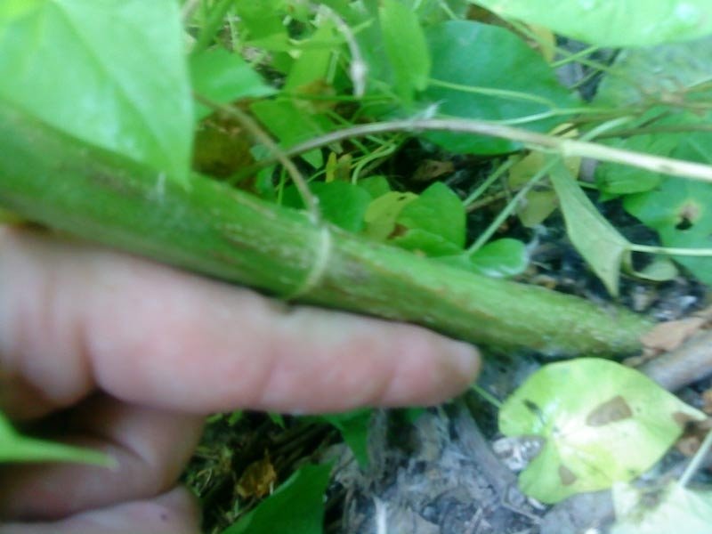 post-11688-0-64875400-1339775077_thumb.jpg