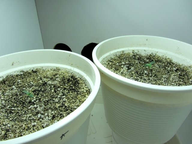 post-12325-0-91814300-1370806849_thumb.jpg