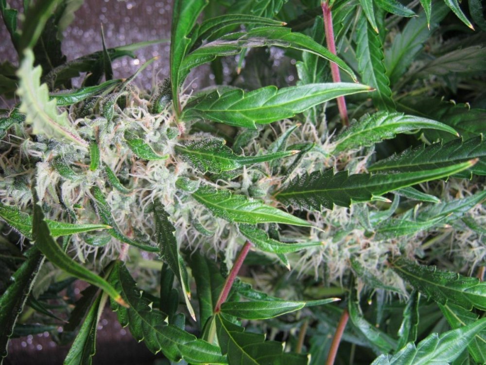 post-15150-0-03583500-1371154059_thumb.jpg