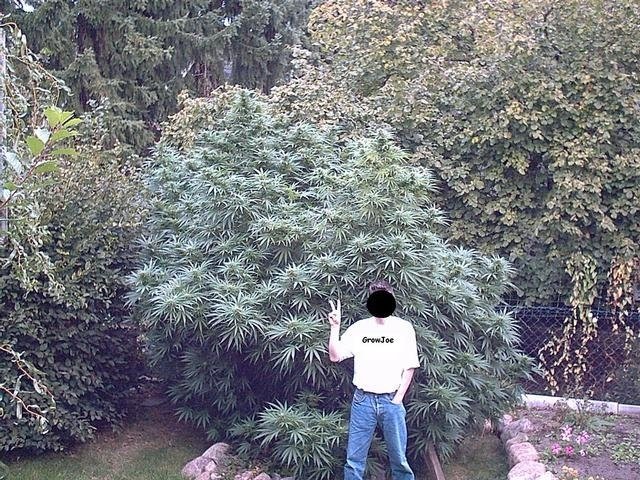 post-15670-0-23775800-1372600273_thumb.jpg