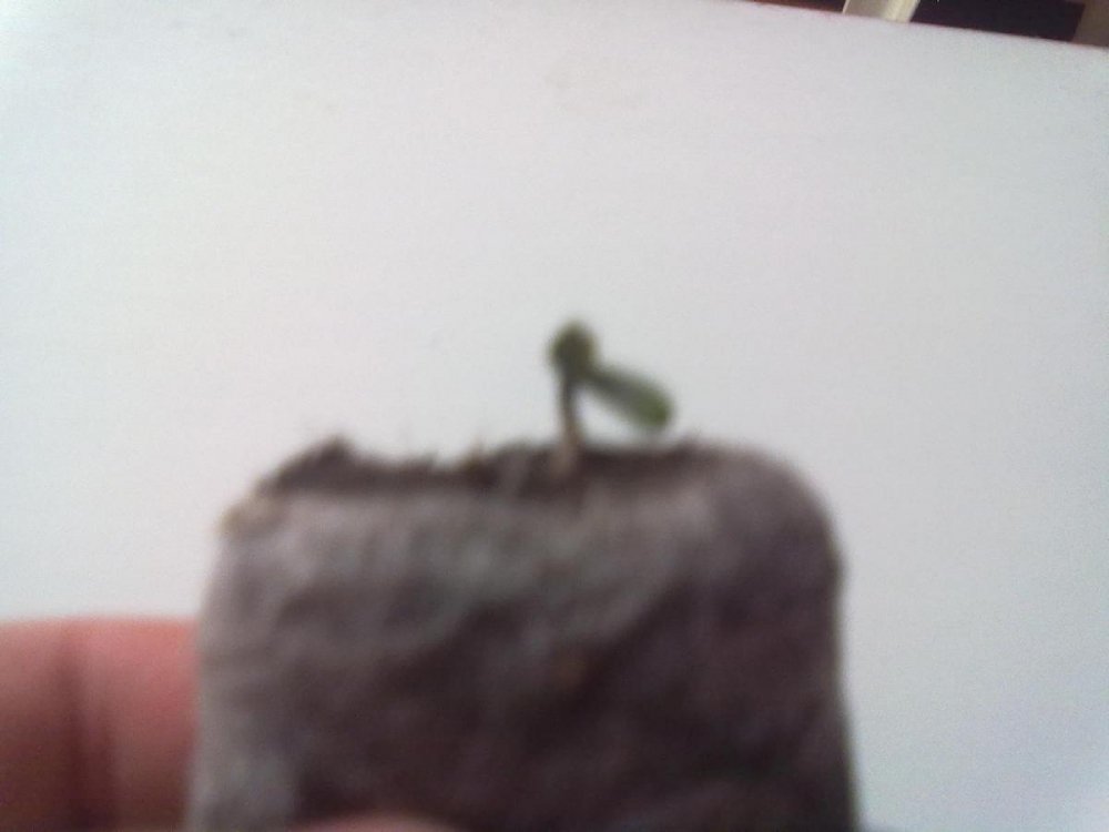 post-16381-0-27610200-1370173506_thumb.jpg