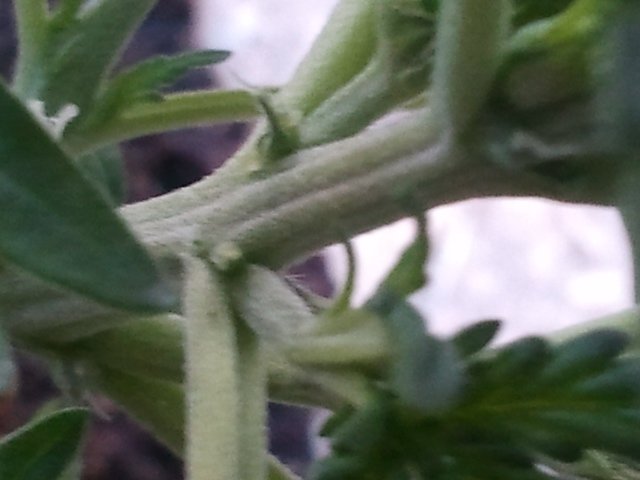 post-16407-0-93303700-1372583994_thumb.jpg