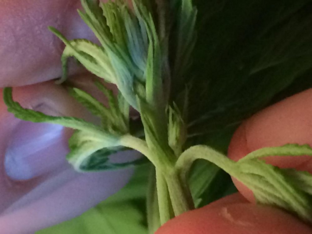 post-17985-0-32380500-1402934283_thumb.jpg
