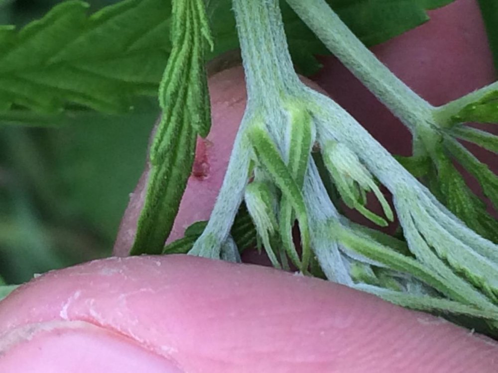 post-17985-0-46098800-1402934059_thumb.jpg