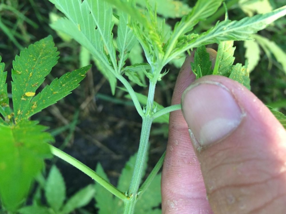 post-17985-0-99583000-1402863937_thumb.jpg