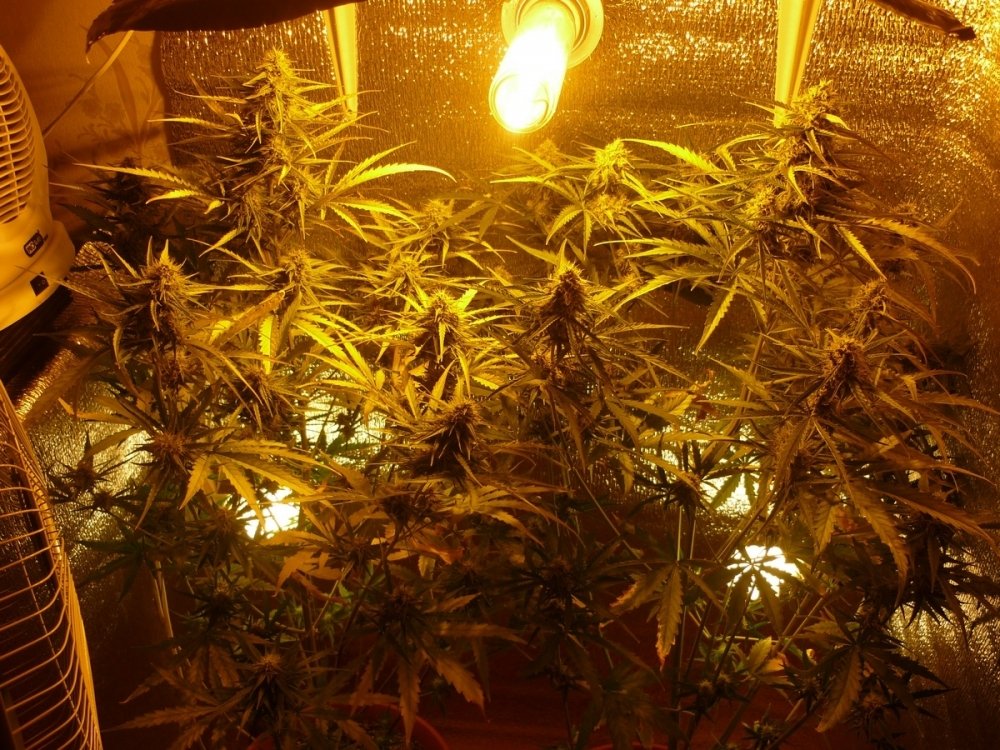 post-21432-0-56199000-1403682573_thumb.jpg