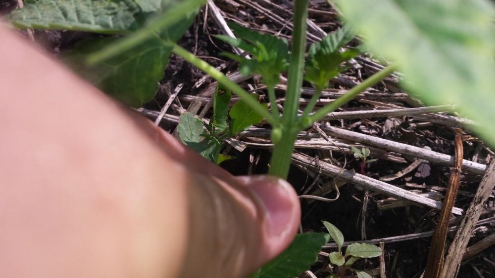 post-14024-0-07743400-1434892863_thumb.jpg