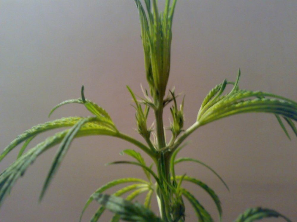 post-20165-0-08124700-1433358305_thumb.jpg