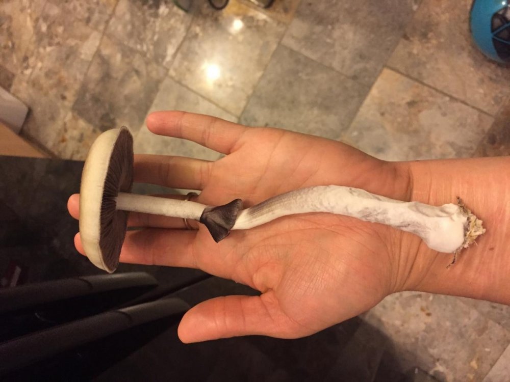 post-25310-0-42145100-1433535779_thumb.jpg