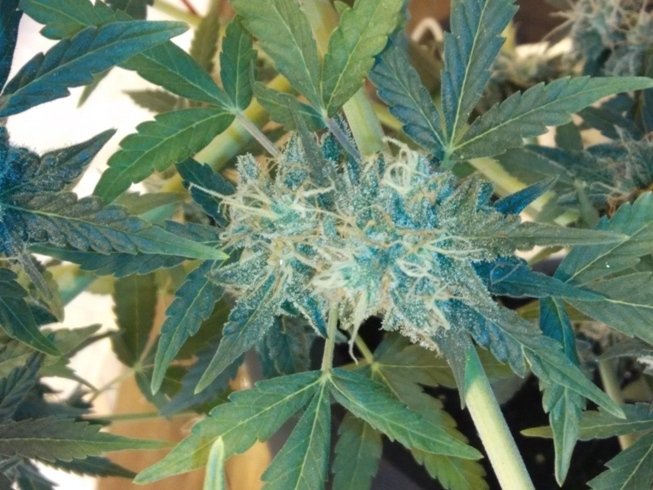post-25888-0-16286600-1434612765_thumb.jpg