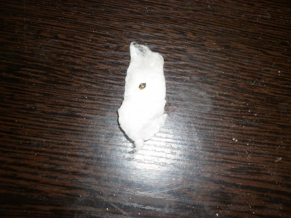 post-26916-0-03015200-1434237239_thumb.jpg