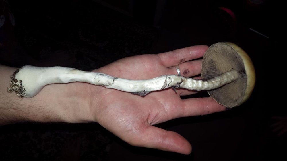 post-15525-0-88331000-1466973289_thumb.jpg