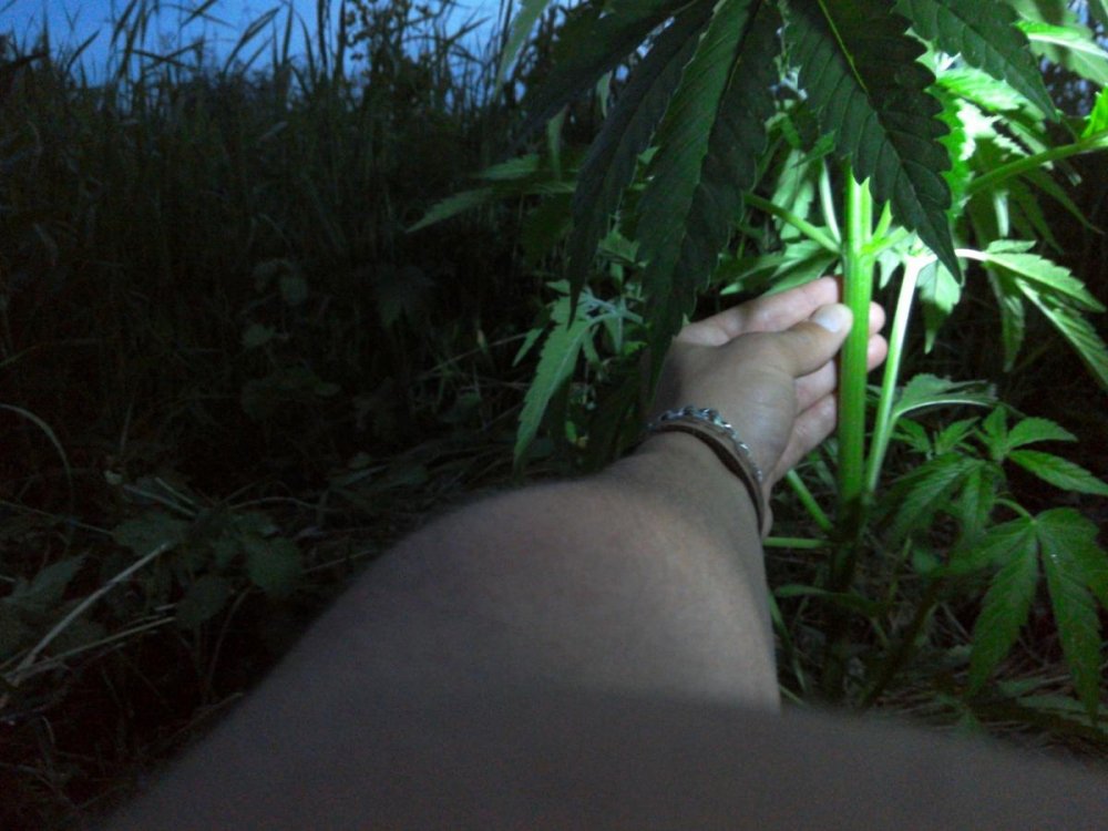 post-34914-0-06902700-1466109636_thumb.jpg