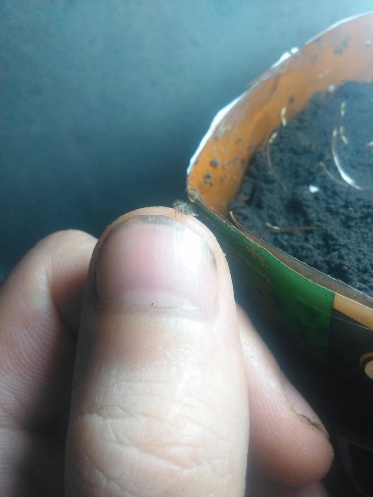post-35428-0-22472900-1466666583_thumb.jpg