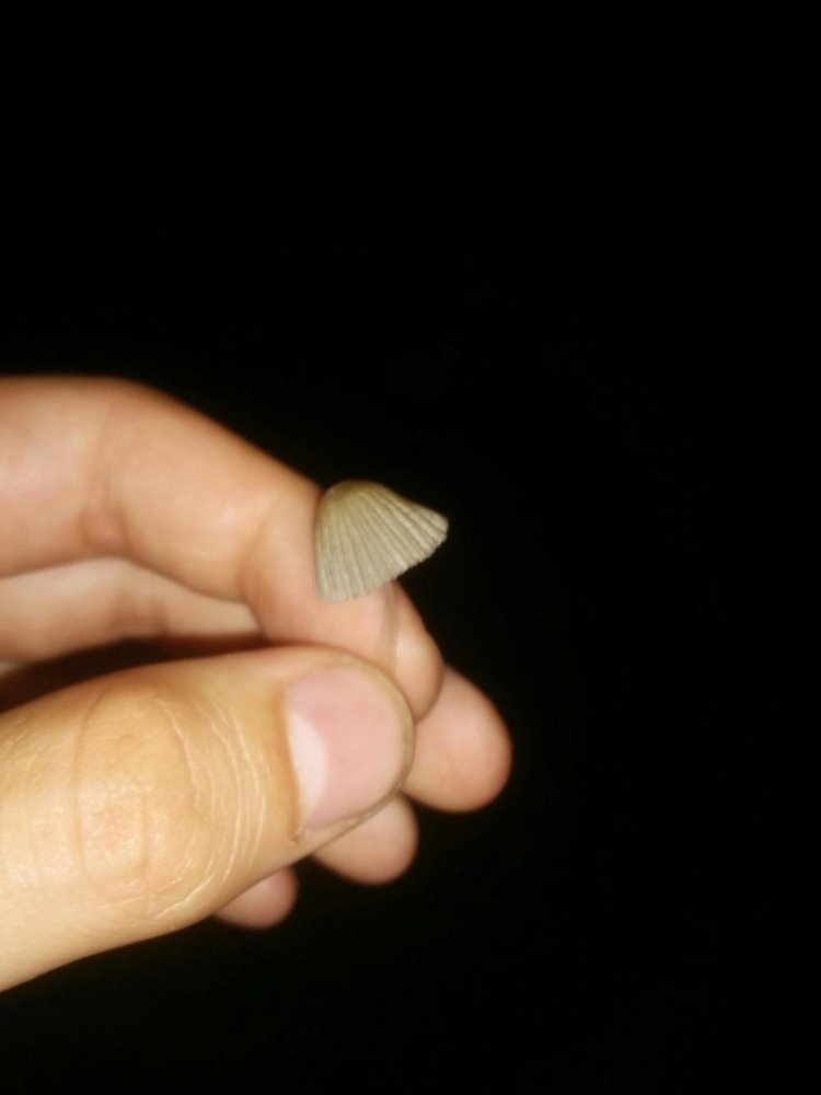 post-36205-0-02272500-1466374281_thumb.jpg