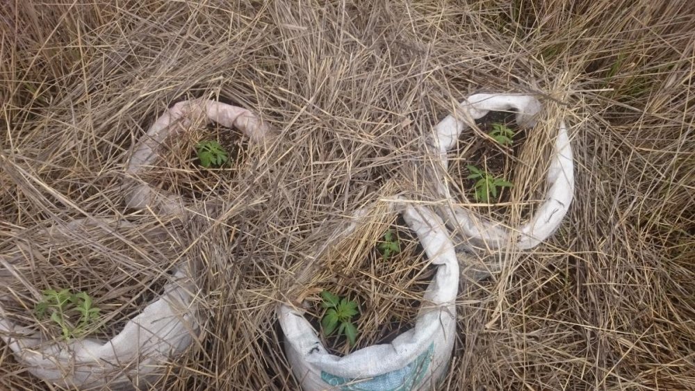 post-11131-0-33413500-1496338100_thumb.jpg