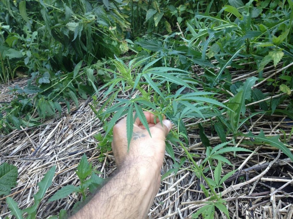post-18123-0-96149300-1498059976_thumb.jpeg