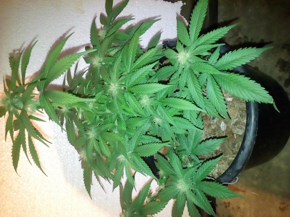 post-26916-0-53832800-1496643243_thumb.jpg