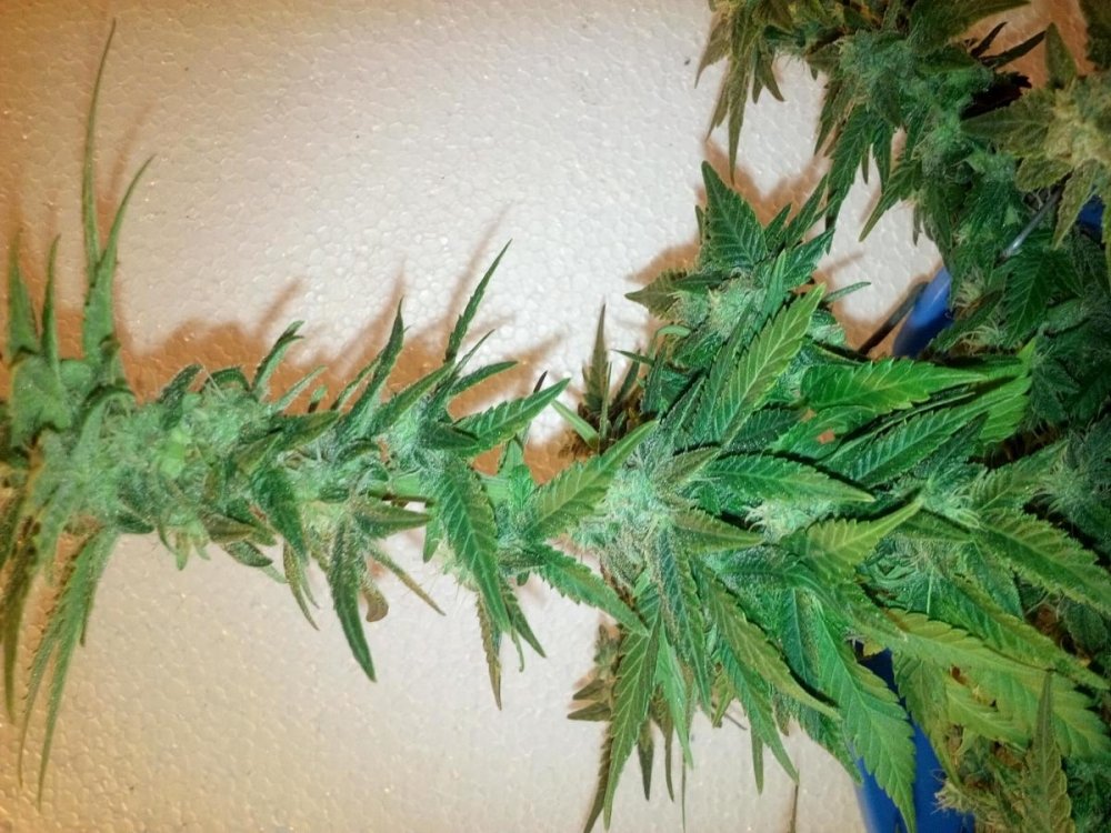 post-26916-0-73989200-1497816440_thumb.jpg