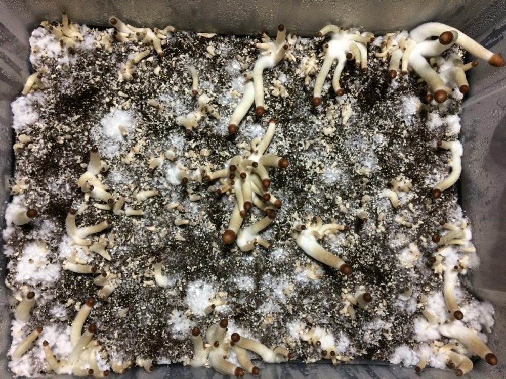 post-29337-0-55217700-1496900648_thumb.jpg