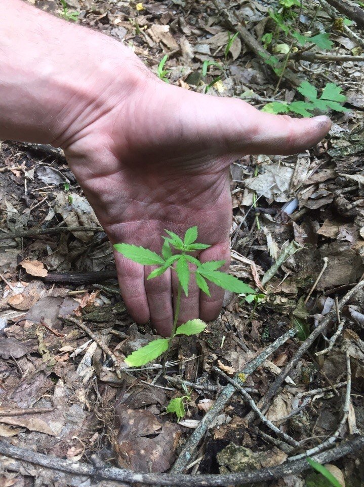 post-32775-0-26390800-1496504484_thumb.jpg