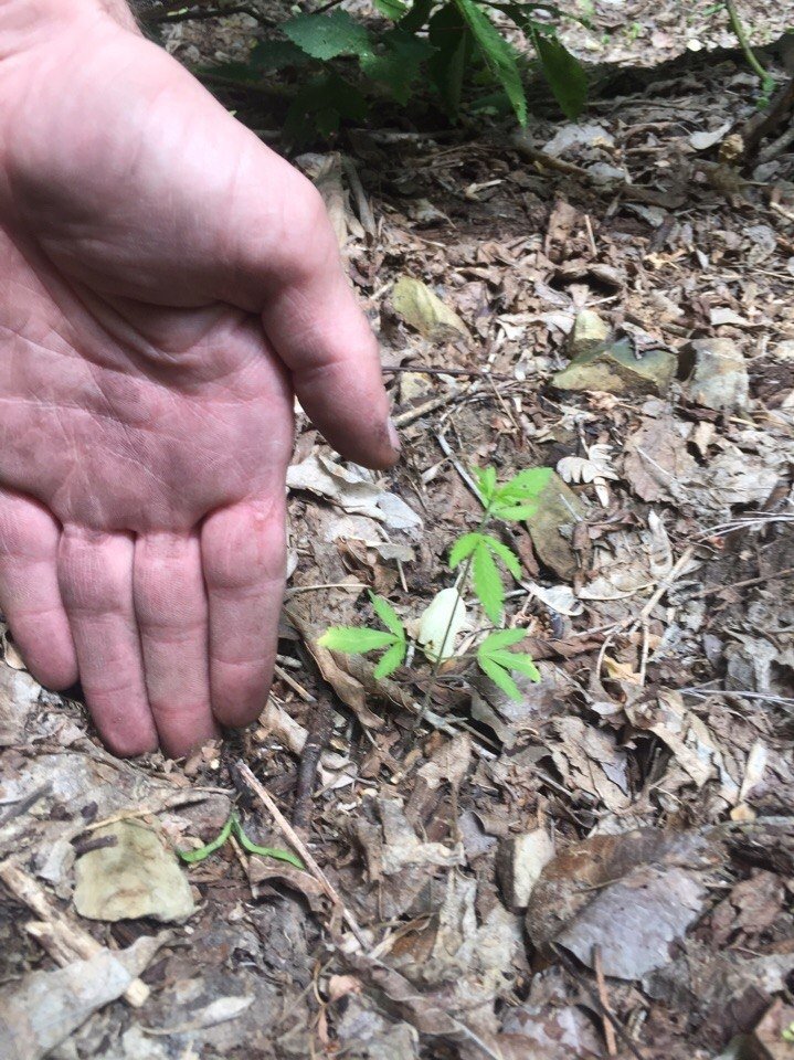 post-32775-0-52718300-1496504162_thumb.jpg