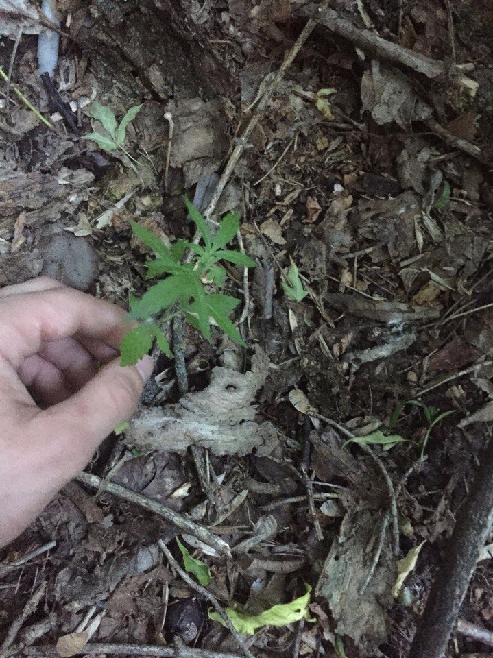 post-32775-0-63142800-1497956733_thumb.jpg