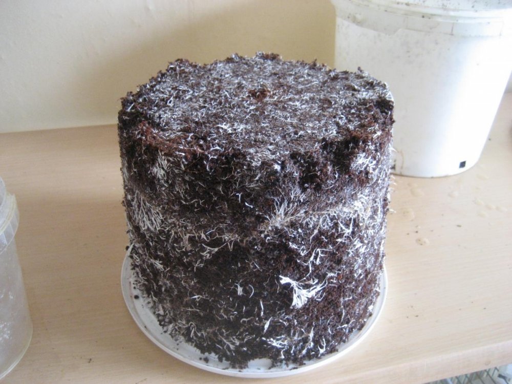 post-36525-0-39037300-1498225838_thumb.jpg