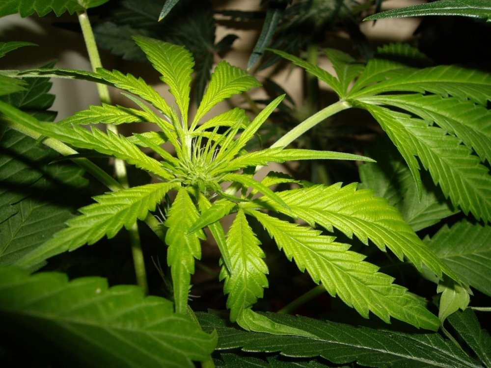 post-39258-0-66547800-1496492856_thumb.jpg