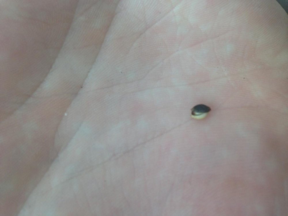 post-41302-0-79432300-1497359403_thumb.jpeg