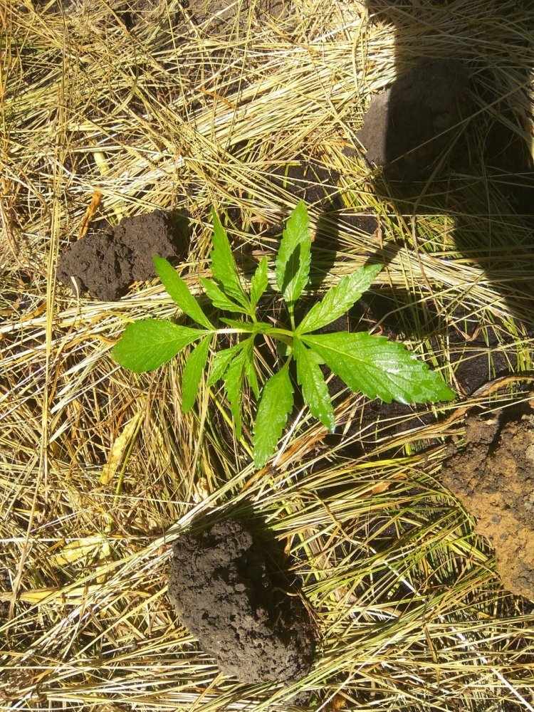 post-42075-0-73706600-1496662349_thumb.jpg