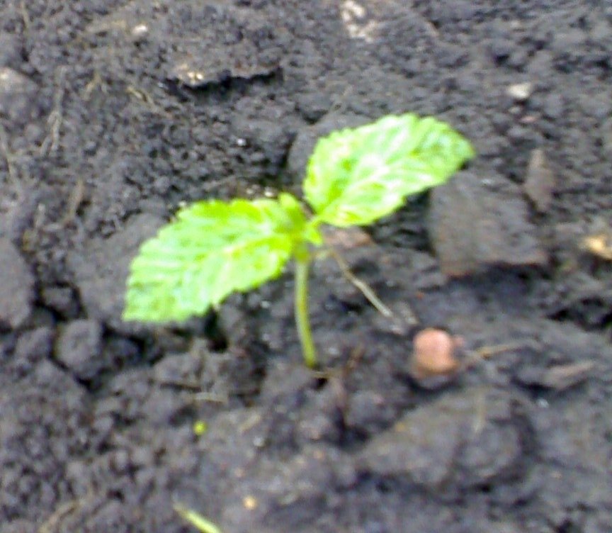post-994-1247331741_thumb.jpg