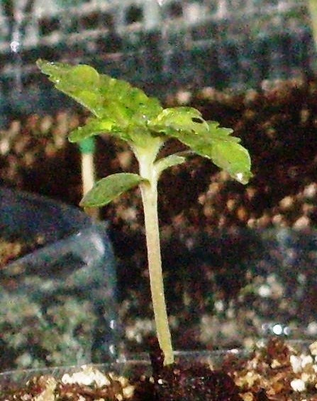 post-997-1247300059_thumb.jpg