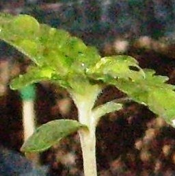 post-997-1247300172_thumb.jpg