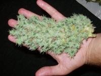 post-2097-1279087630,3259_thumb.jpg